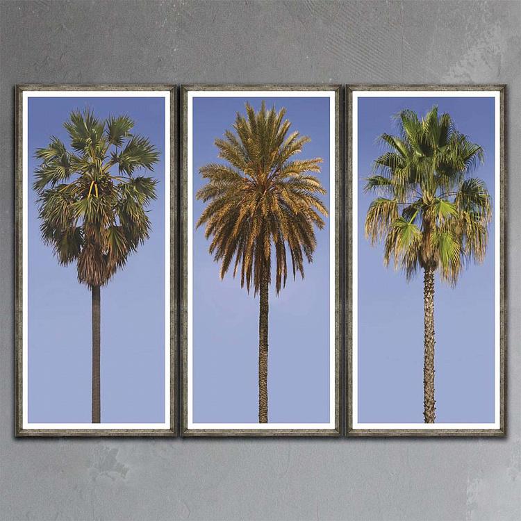 Модульный фото-принт в деревянной раме Высокие пальмы Set Of 3 Tall Palms, Pewter Frame