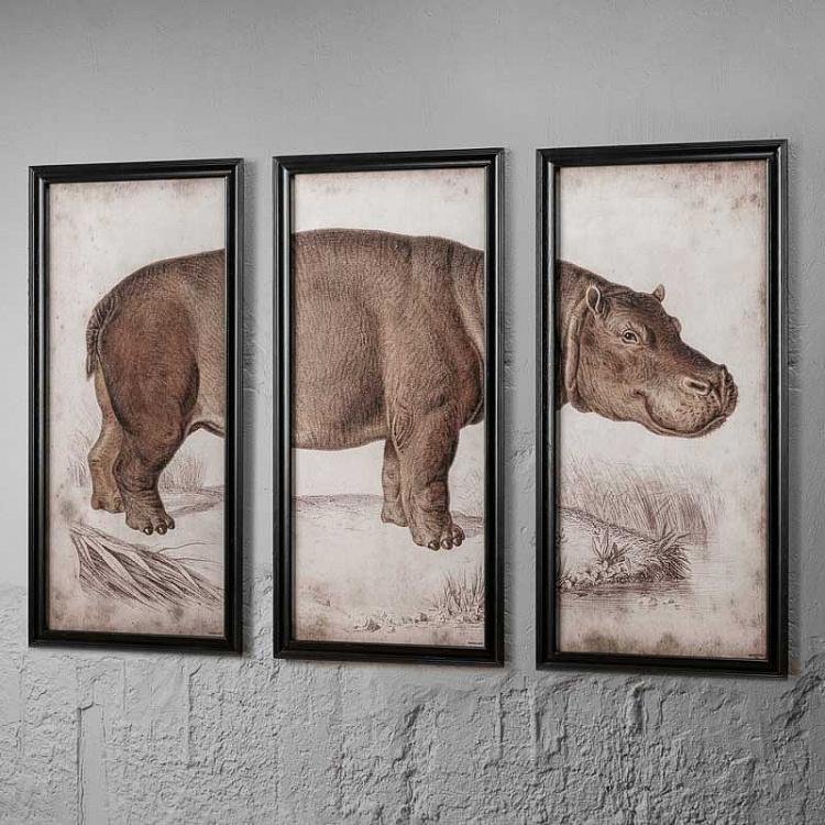 Модульная картина-принт Гиппопотам из трёх частей Set Of 3 Nature Hippo