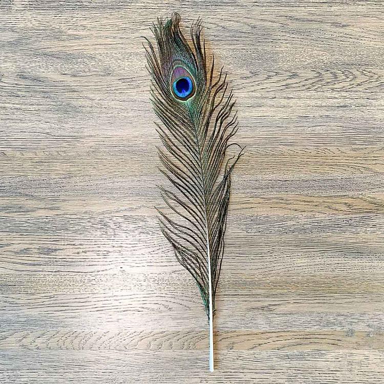 Vintage Peacock Feather Small