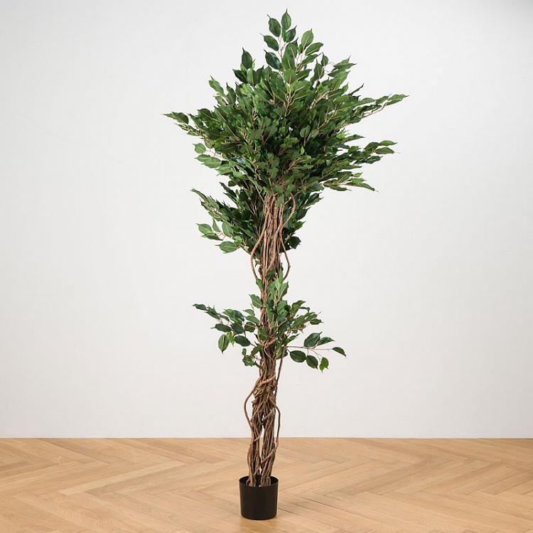 Искусственный фикус Бенджамина Селеста, 180 см Celeste Ficus Benjamina 180 cm