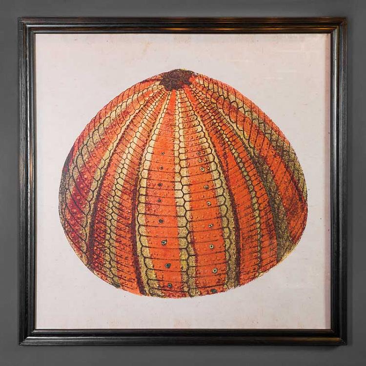 Картина-принт Оранжевый морской ёж Urchin Orange