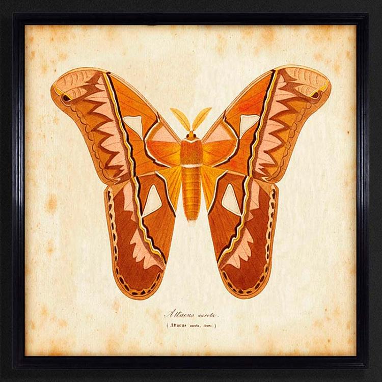 Картина-принт Коричневая Бабочка, бежевый фон Entomology Brown Natural Butterfly