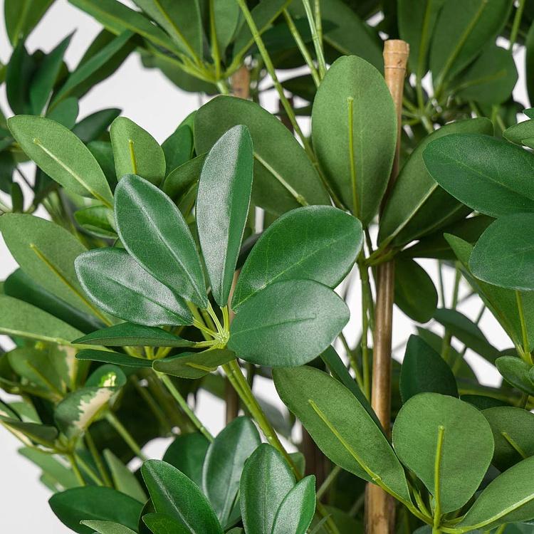 Искусственное растение Columnar Variegated Schefflera 195 cm - ракурс 4