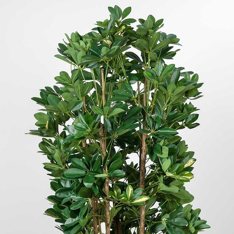 Искусственное растение Columnar Variegated Schefflera 195 cm - ракурс 3