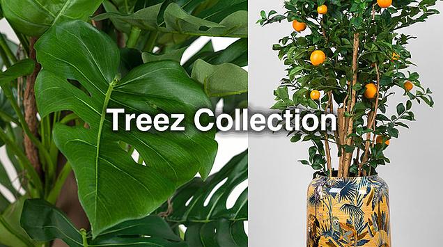 Искусство оживлять интерьер - встречайте растения и кашпо Treez Collection