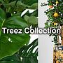 Искусство оживлять интерьер - встречайте растения и кашпо Treez Collection