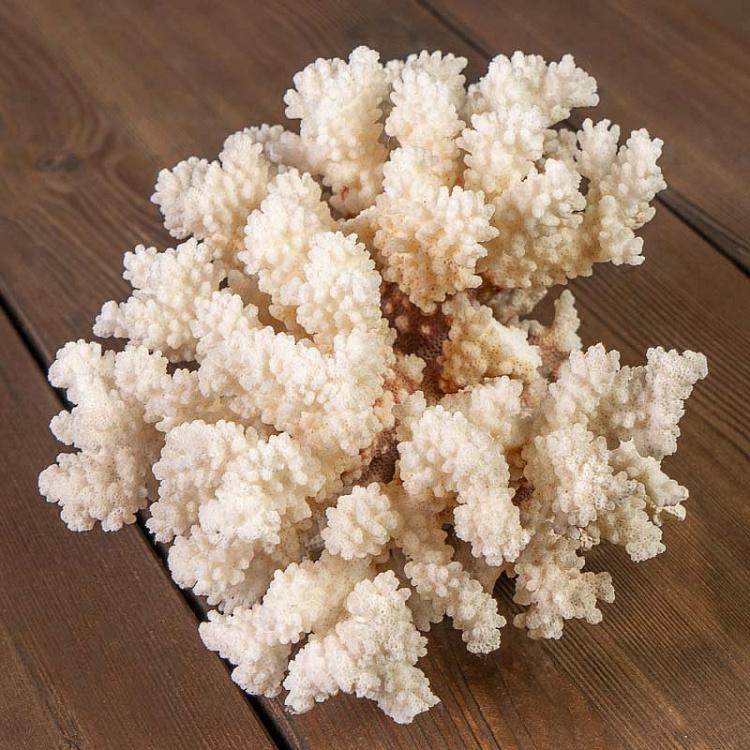 Vintage Coral 6