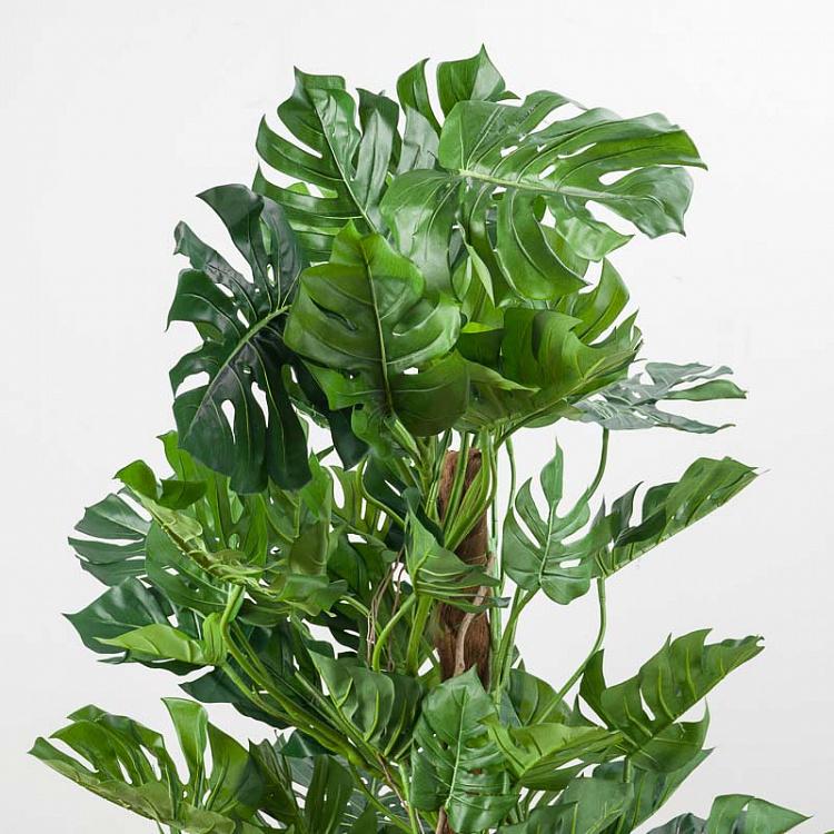 Искусственное растение Монстера на стволе, L Monstera Tree Trunk 205 cm