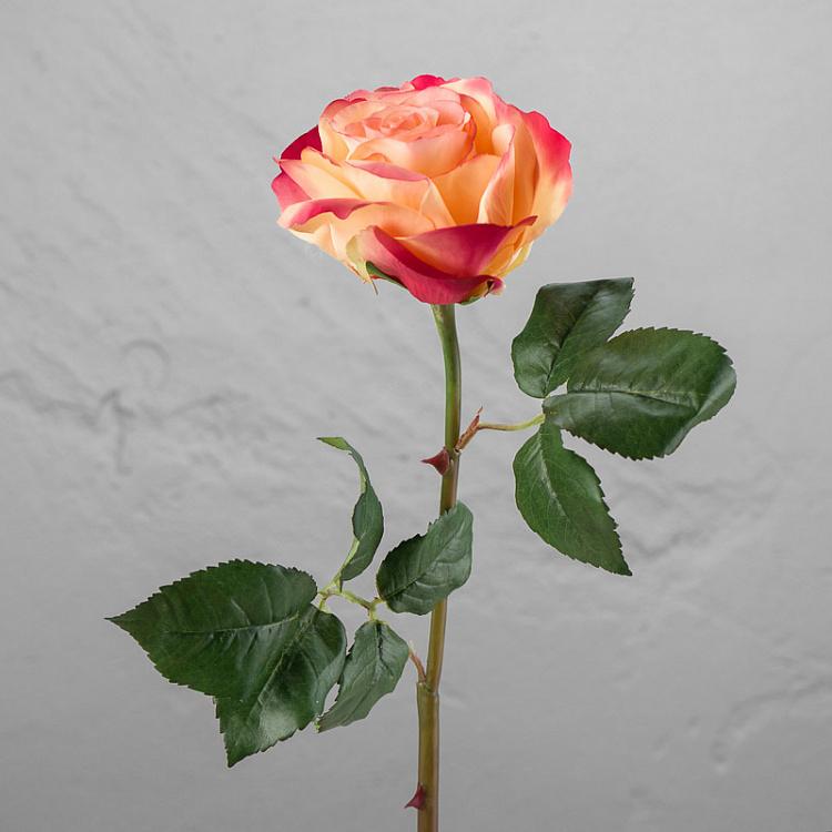 Verdi Rose Pale Peach With Crimson 58 cm
