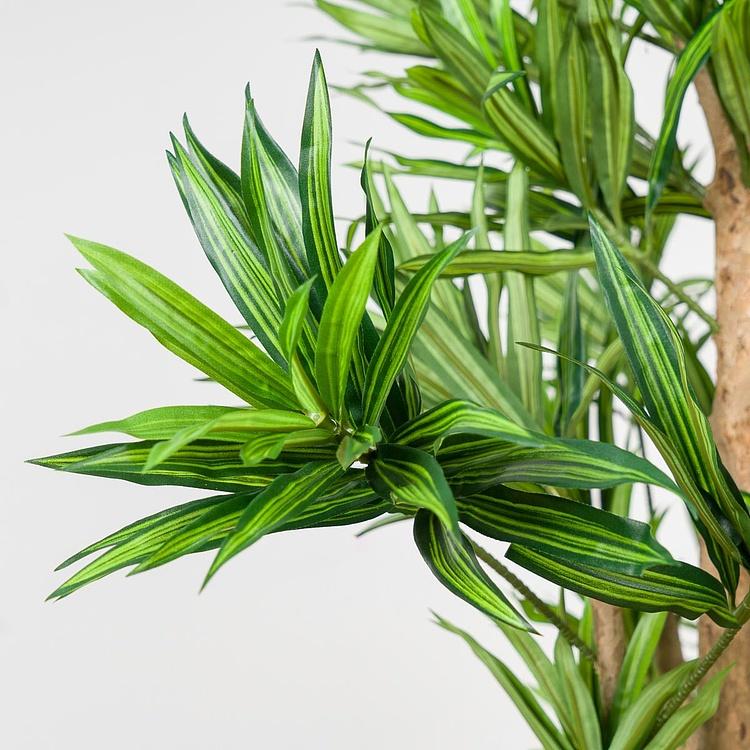 Искусственное дерево Natural Dracaena Reflexa 180 cm - ракурс 3