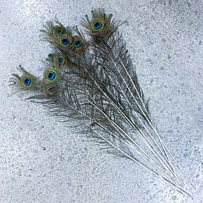 Vintage Peacock Feather Extra Large