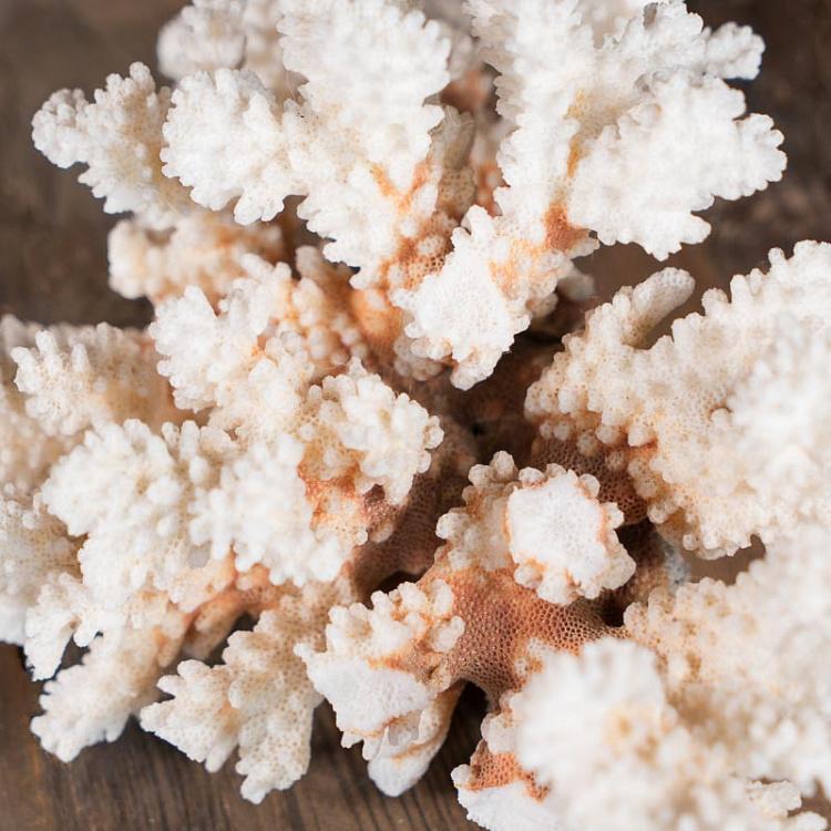 Винтажный натуральный морской коралл 3 Vintage Coral 3