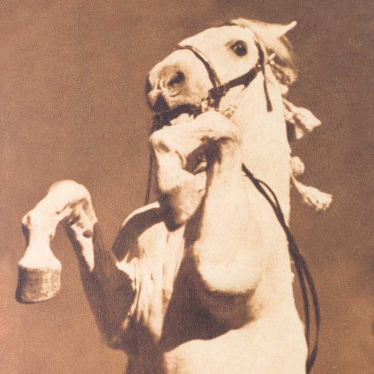 Картина-принт Лошадь Стенли, серия Портреты Portraits Stanley Horse