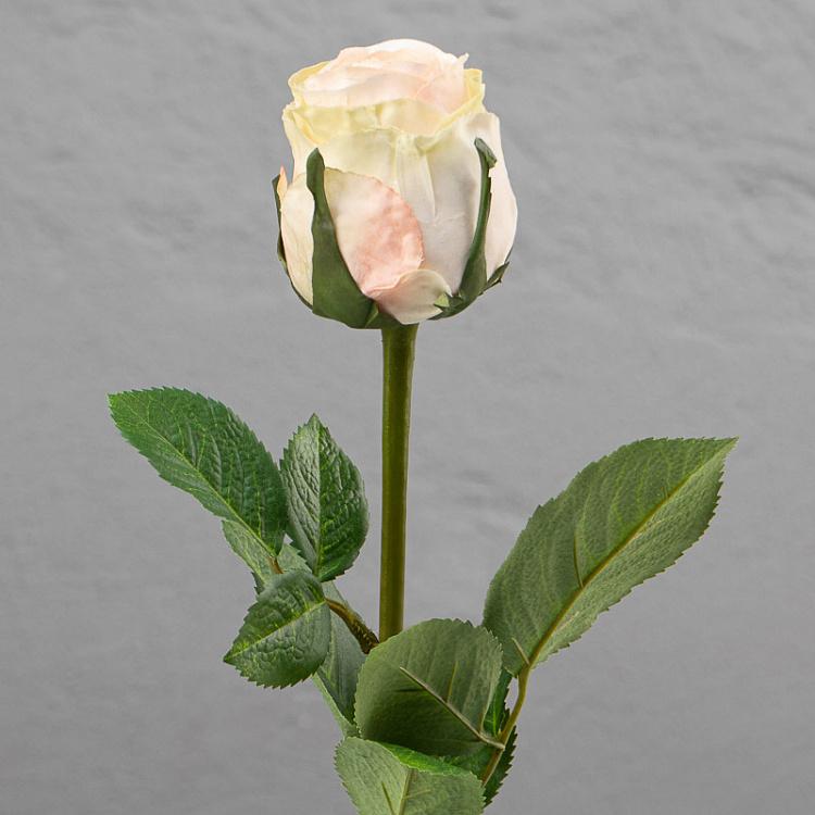 Esperanza Rose Pale Pink Lime 49 cm