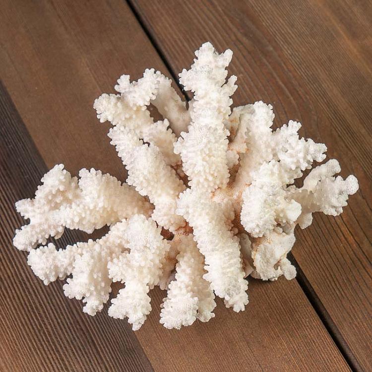 Винтажный натуральный морской коралл 9 Vintage Coral 9
