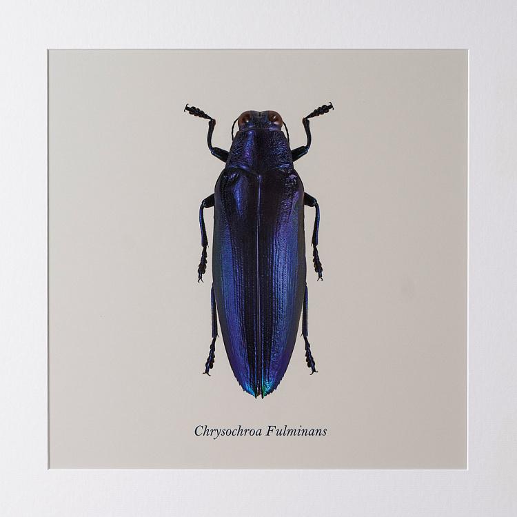 Фото-принт в чёрной раме Жук 3 Chrysochroa Fulminans, ECB Frame