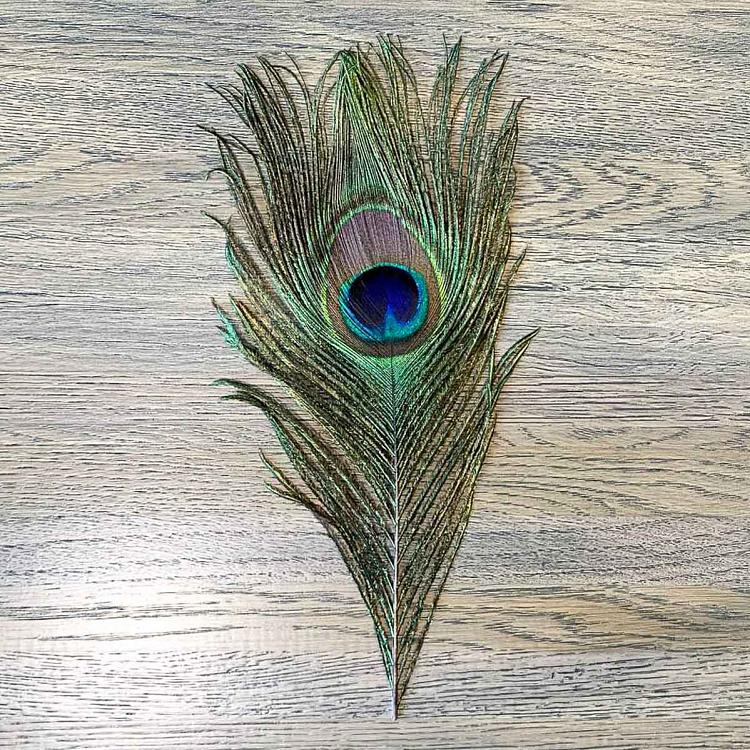 Vintage Peacock Feather Extra Small