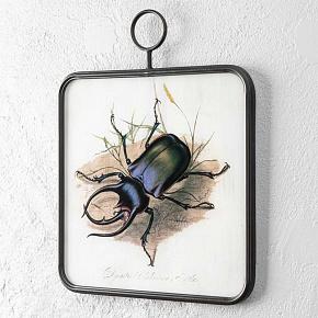 Insect Glass Frame