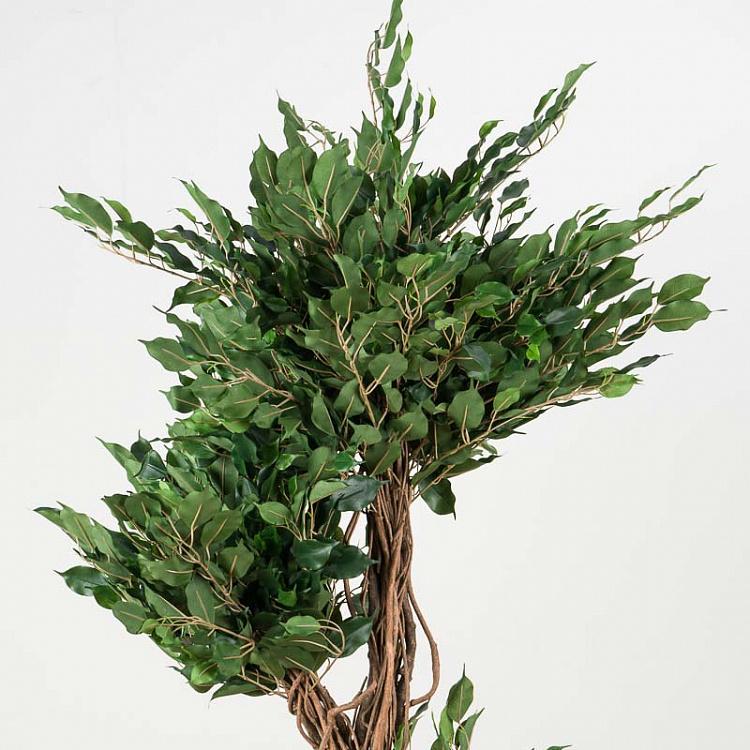 Искусственный фикус Бенджамина Селеста, 180 см Celeste Ficus Benjamina 180 cm