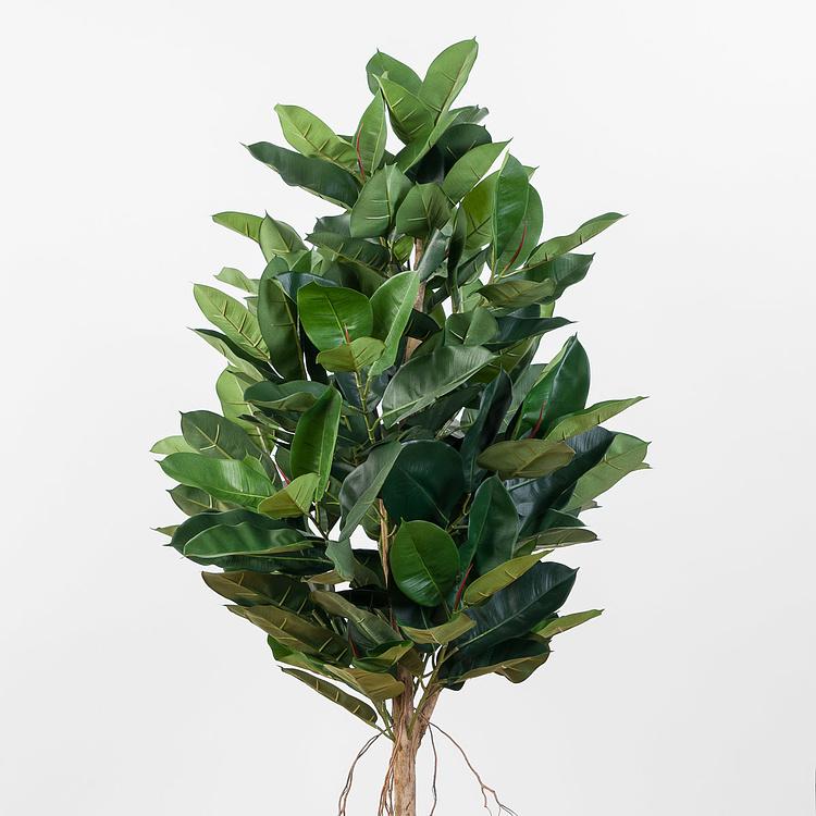 Искусственный Фикус Эластика, L Elastica Ficus Tree 180 cm