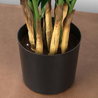 Искусственное растение Zamiokulkas Middle Bush 75 cm - ракурс 5