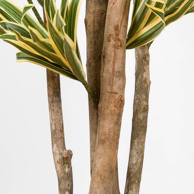 Искусственное дерево Golden Dracaena Reflexa 120 cm - ракурс 4