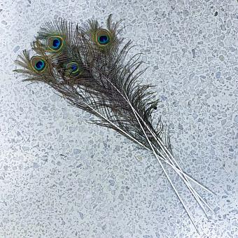 Винтажное перо павлина Vintage Peacock Feather Large