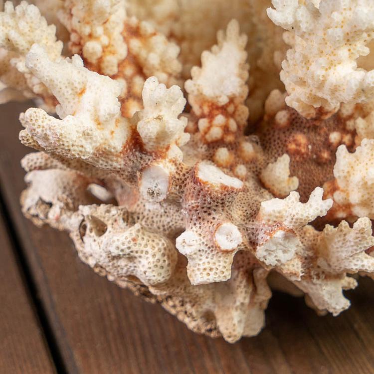 Винтажный натуральный морской коралл 6 Vintage Coral 6