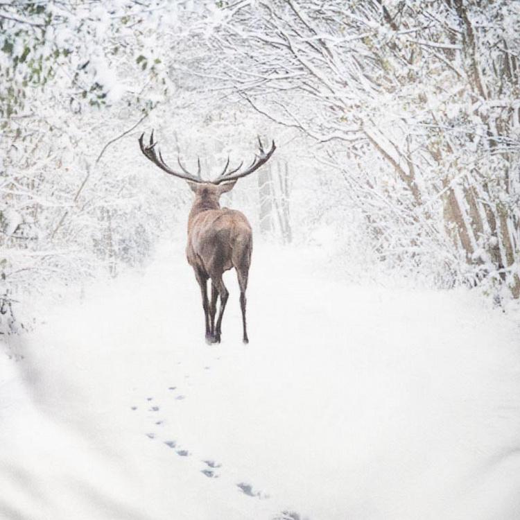 Декоративная подушка Олень в заснеженном лесу Deer In Snowy Landscape Cushion