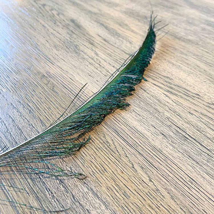 Винтажное перо павлина без рисунка глаза Vintage Peacock Feather Without Eye