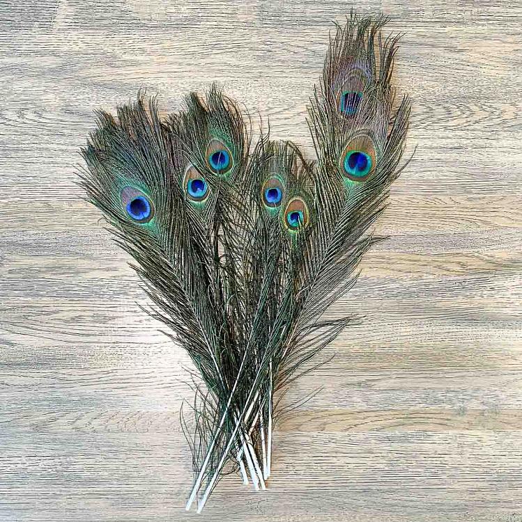 Винтажное перо павлина, S Vintage Peacock Feather Small