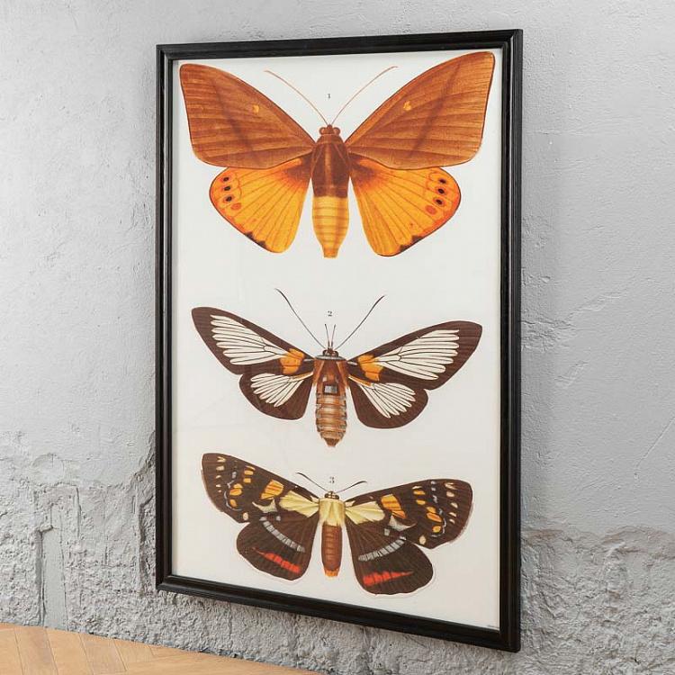 Картина-принт Три Бабочки, белый фон Entomology Three Butterflies