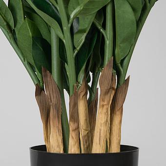 Искусственное растение Zamiokulkas Middle Bush 75 cm - ракурс 4