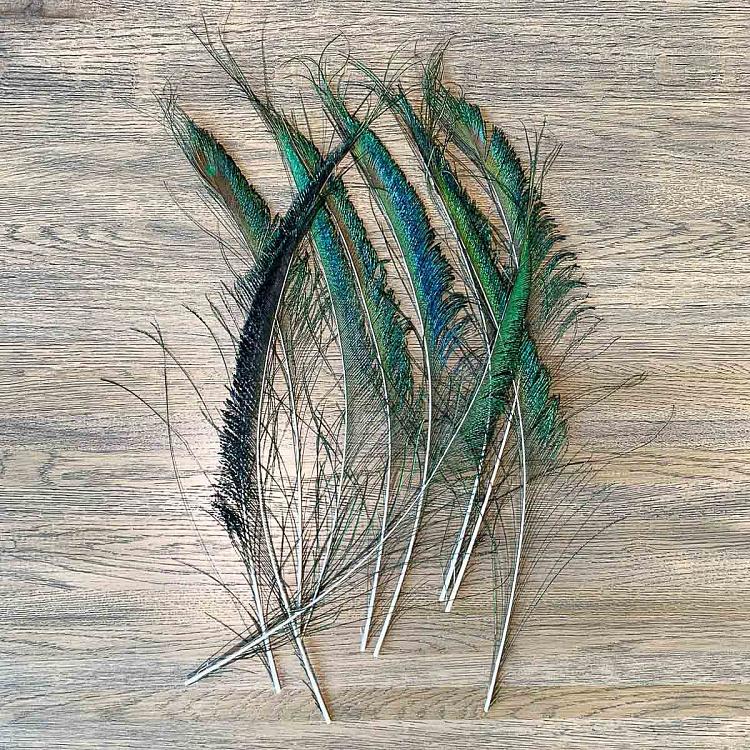 Винтажное перо павлина без рисунка глаза Vintage Peacock Feather Without Eye