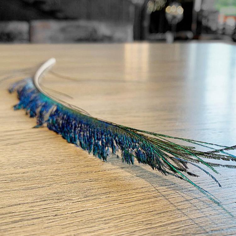 Винтажное перо павлина без рисунка глаза Vintage Peacock Feather Without Eye