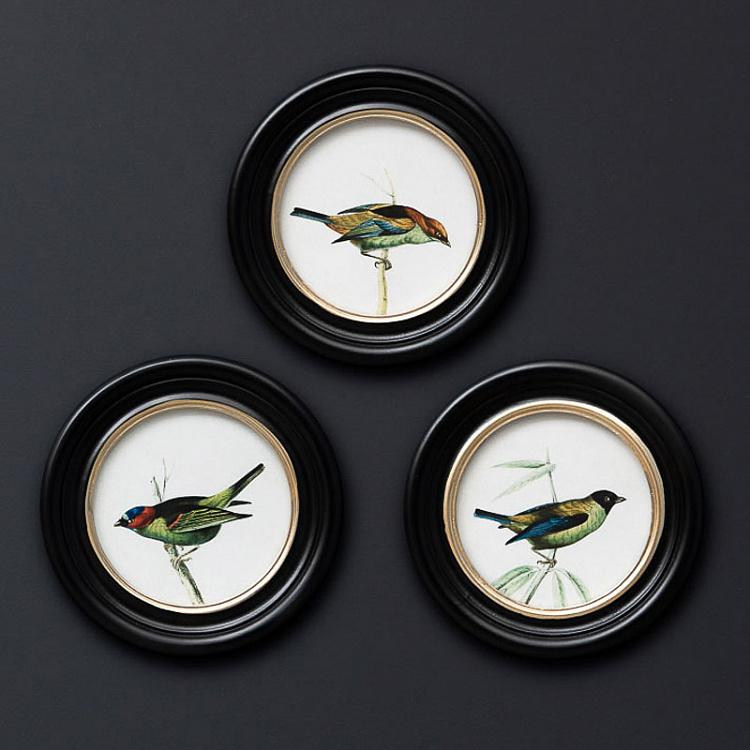 Набор из трёх картин-принтов в круглых рамах Цветные птицы Set Of 3 Round Frames Colored Birds
