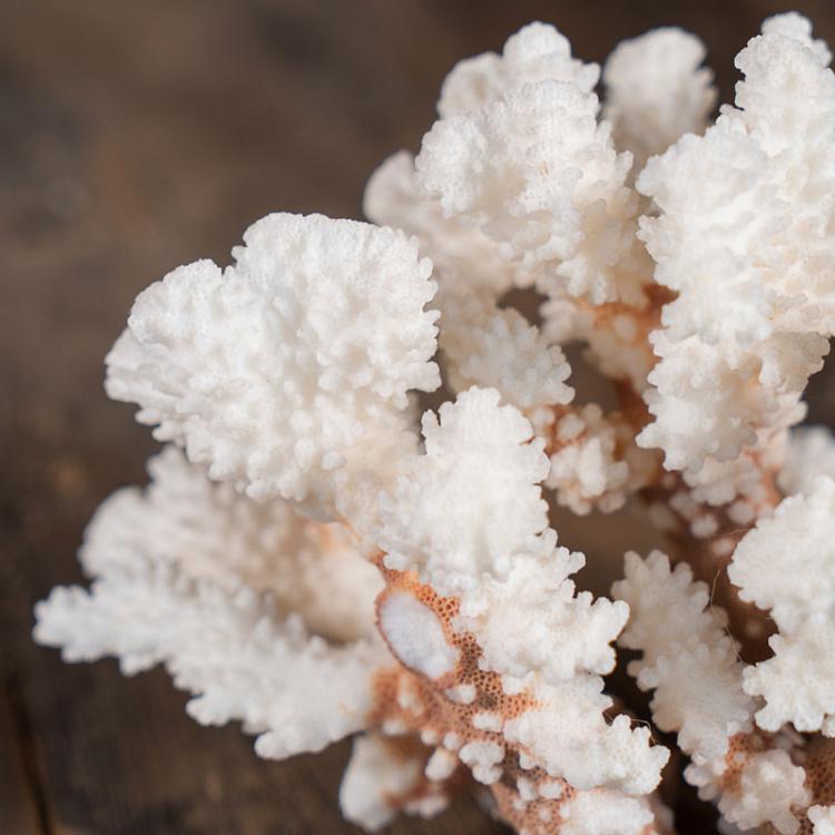 Винтажный натуральный морской коралл 4 Vintage Coral 4