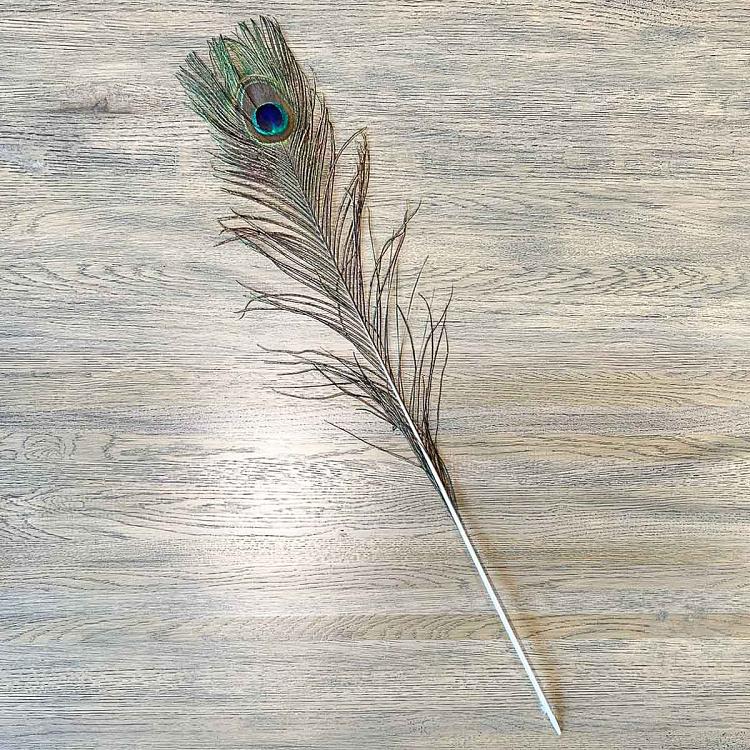 Vintage Peacock Feather Medium