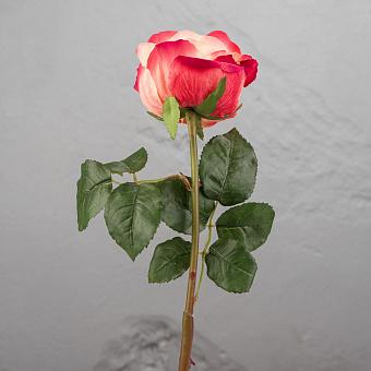 Gemma Rose Pale Peach With Crimson 56 cm