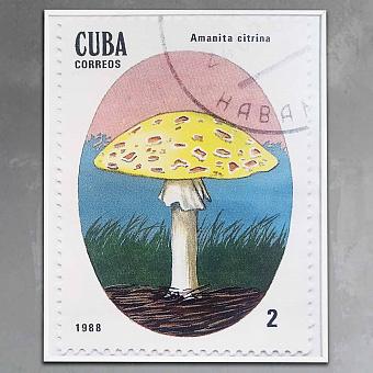 Фотография в рамке Amanita Citrina, Cuba Postage Stamp