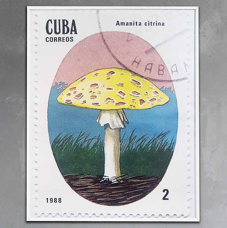 Фотография в рамке Мухомор Лимонный, почтовая марка Кубы Amanita Citrina, Cuba Postage Stamp