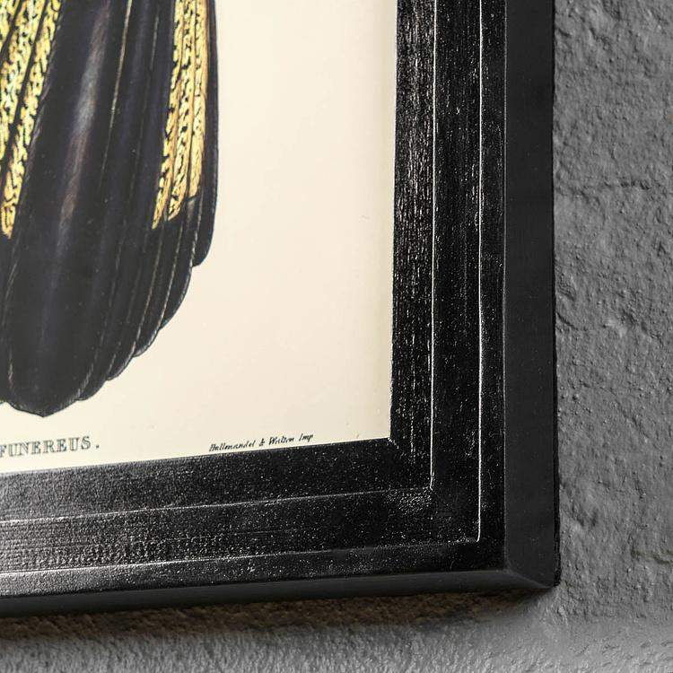 Картина-принт Чёрный какаду Calyptorhynchus Funereus Print