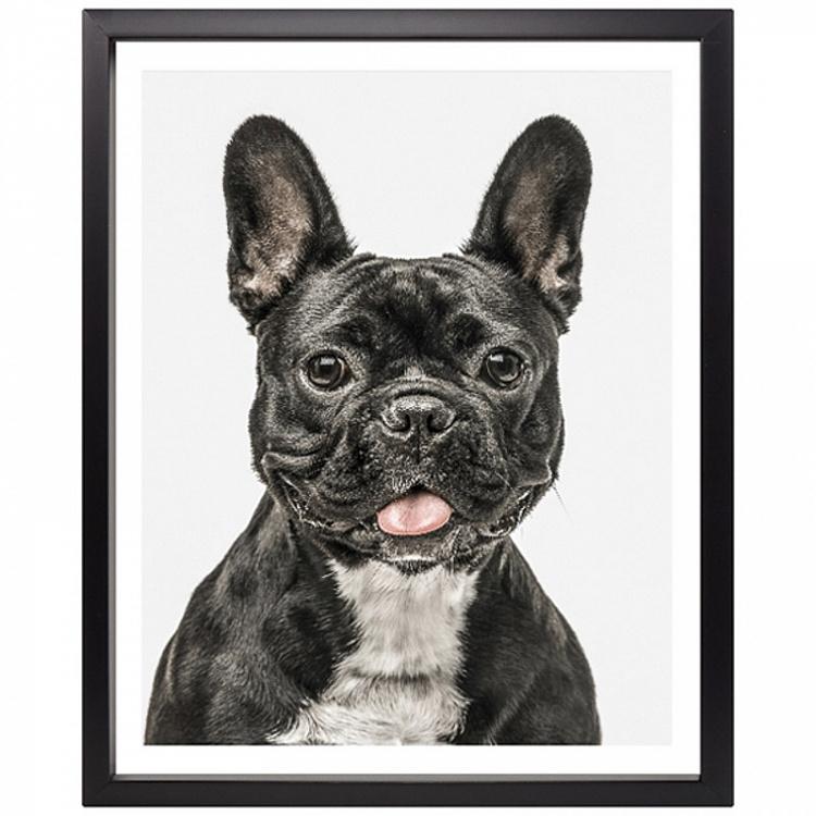 Фото-принт в чёрной раме Фотогеничный бульдог Сканди Photogenic Dog Scandi, Black Box Frame