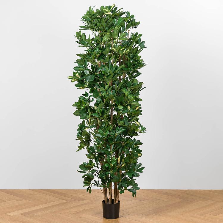 Искусственное растение Columnar Variegated Schefflera 195 cm
