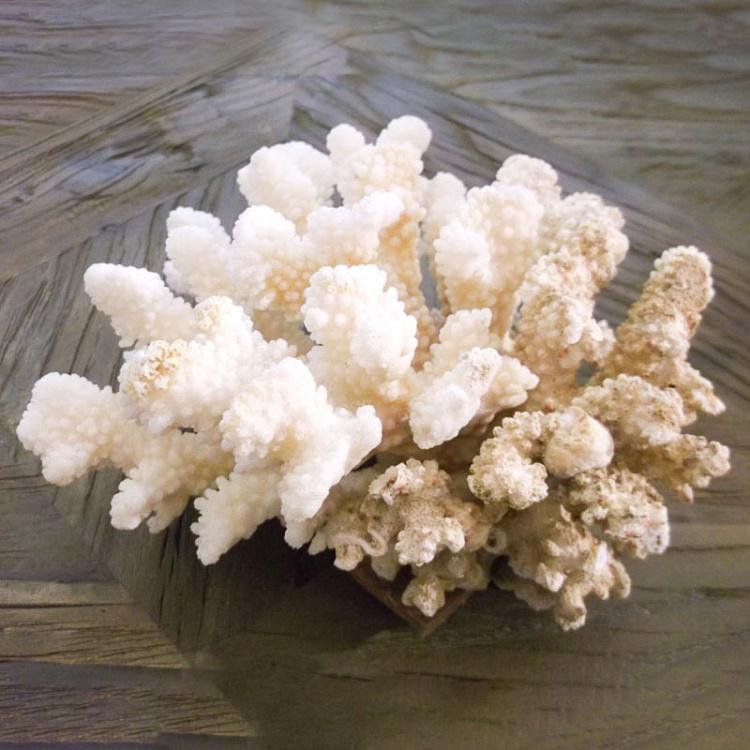 Винтажный натуральный морской коралл 10 Vintage Coral 10