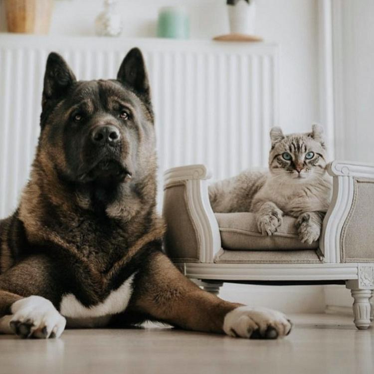Бежевый диван для собак/кошек Георг, S George Sofa Small, Linen Ecru