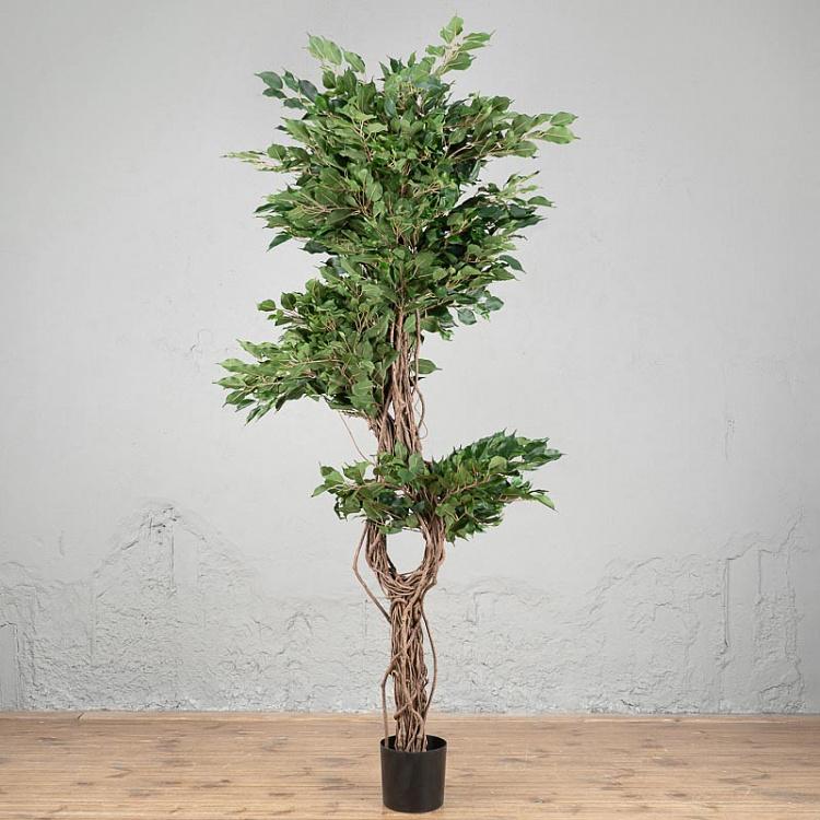 Celeste Ficus Benjamina 210 cm