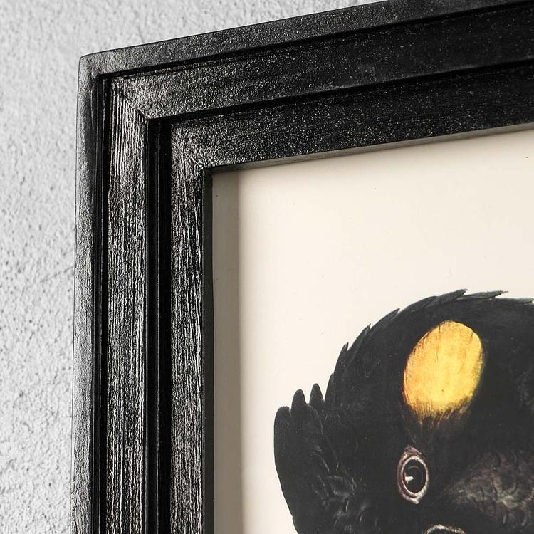 Картина-принт Чёрный какаду Calyptorhynchus Funereus Print