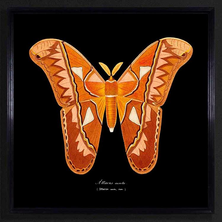 Картина-принт Коричневая Бабочка, чёрный фон Entomology Brown Flat Butterfly