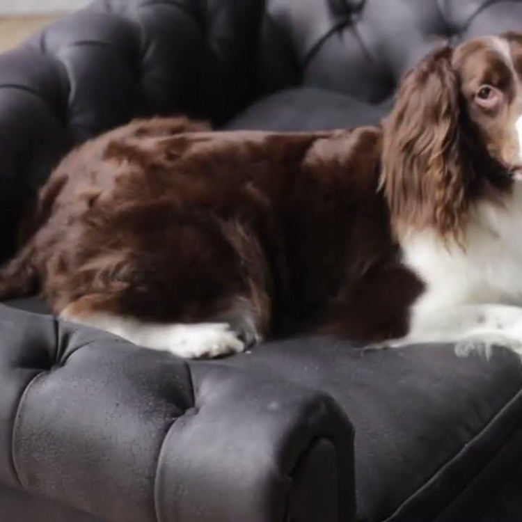 Диван для питомца Вестминстер Westminster Dog Bed